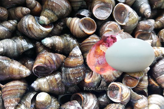 mồi câu cá trắm