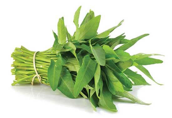 mồi câu cá trắm