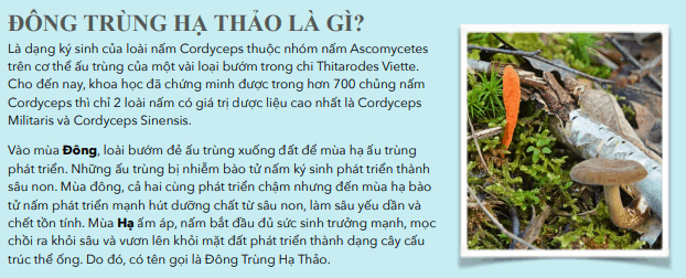 đông trùng hạ thảo