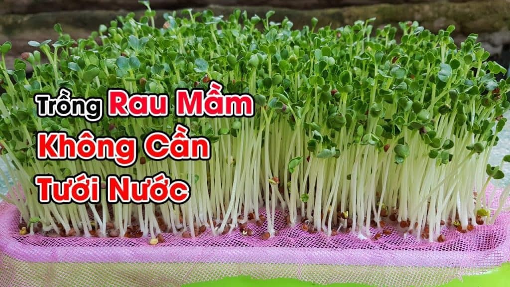rau mầm