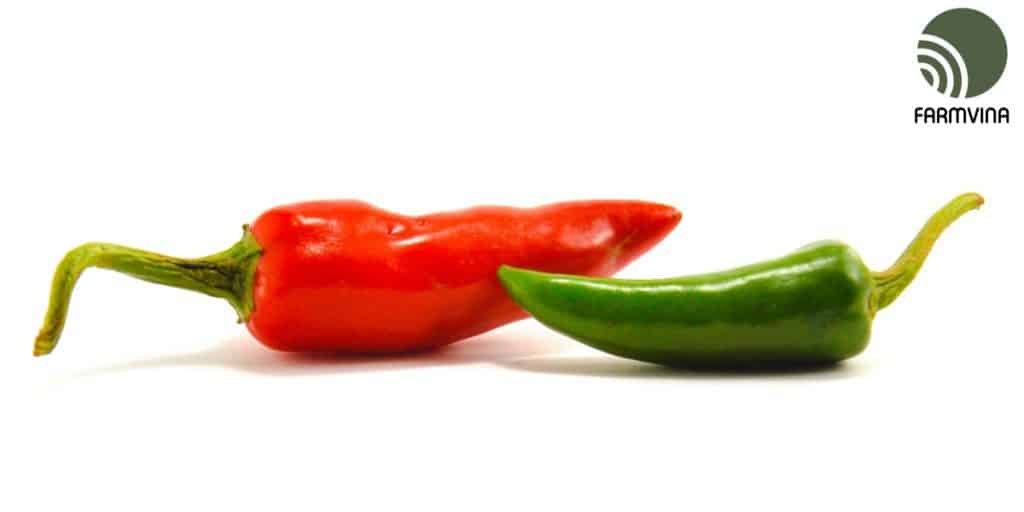ớt ngọt