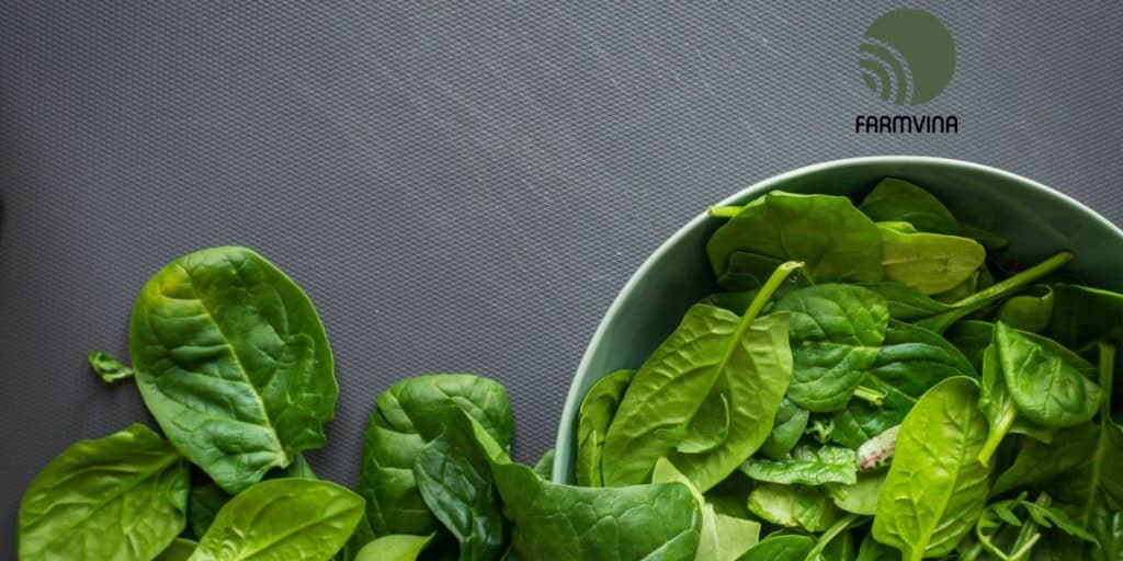 rau ăn lá an toàn