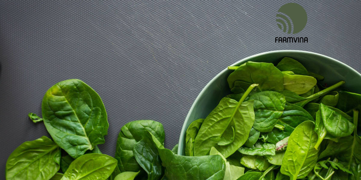 Sản xuất rau ăn lá an toàn ra sao?