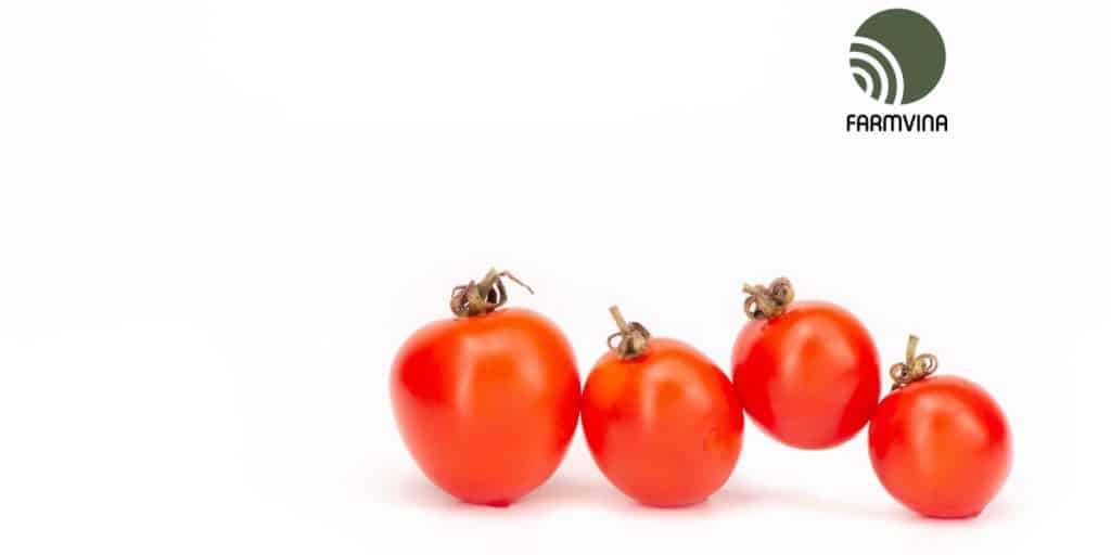 sản xuất rau an toàn