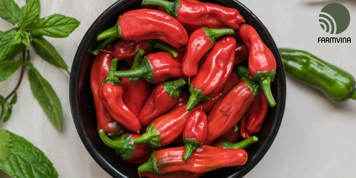 Kỹ thuật trồng ớt trái mùa