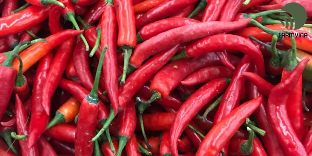 trồng ớt cay