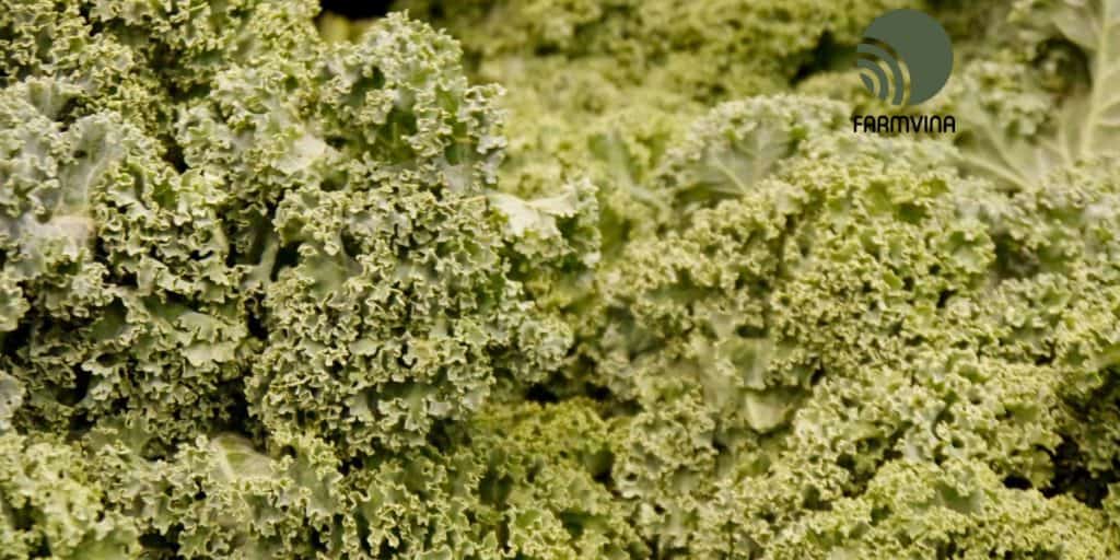 trồng rau an toàn