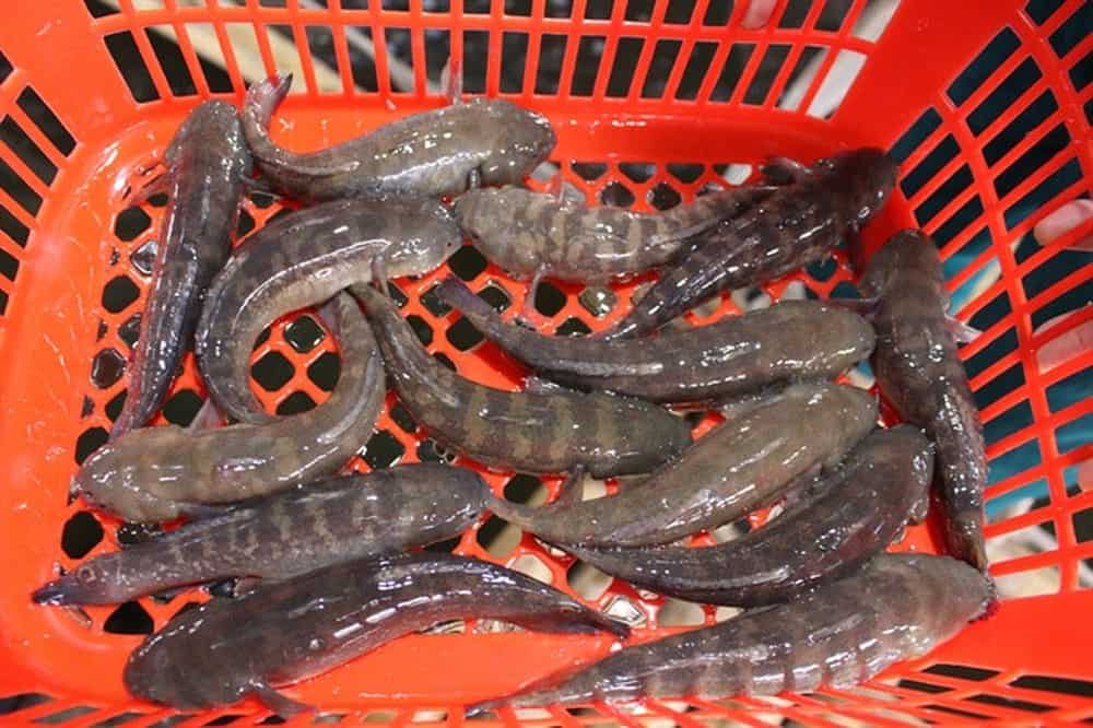 Tổng hợp 95 hình về mô hình nuôi cá bóng dừa  NEC