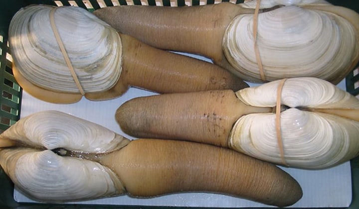 tu hài giống