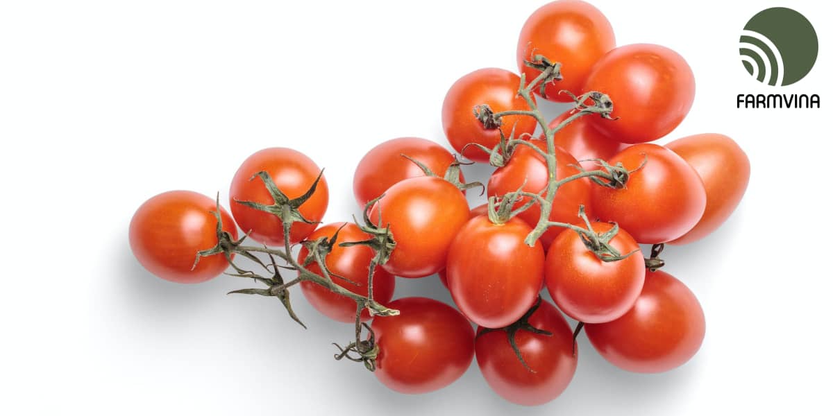 chiến lược sản phẩm