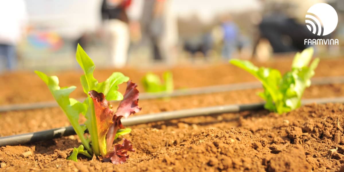 chiến lược giá