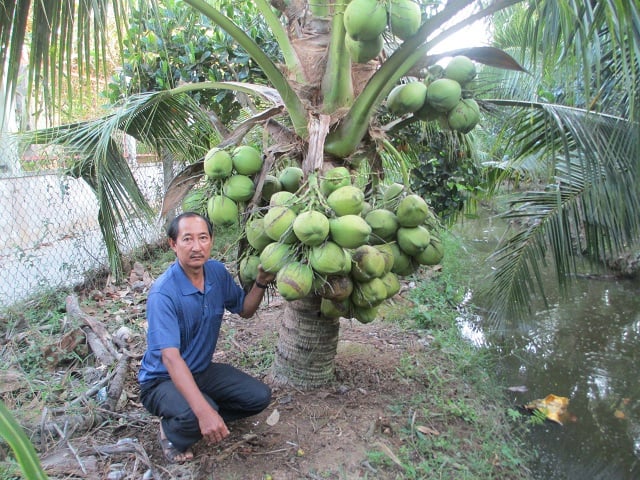 Phát triển mô hình trồng dừa