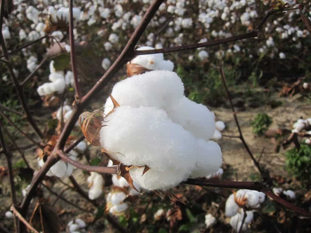 cây bông vải