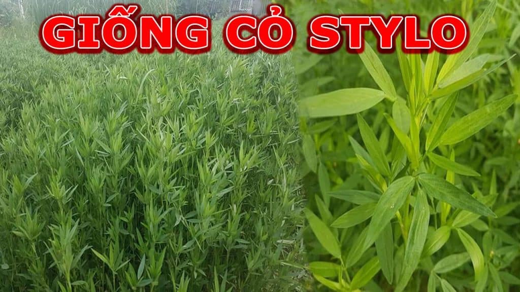 cỏ stylo