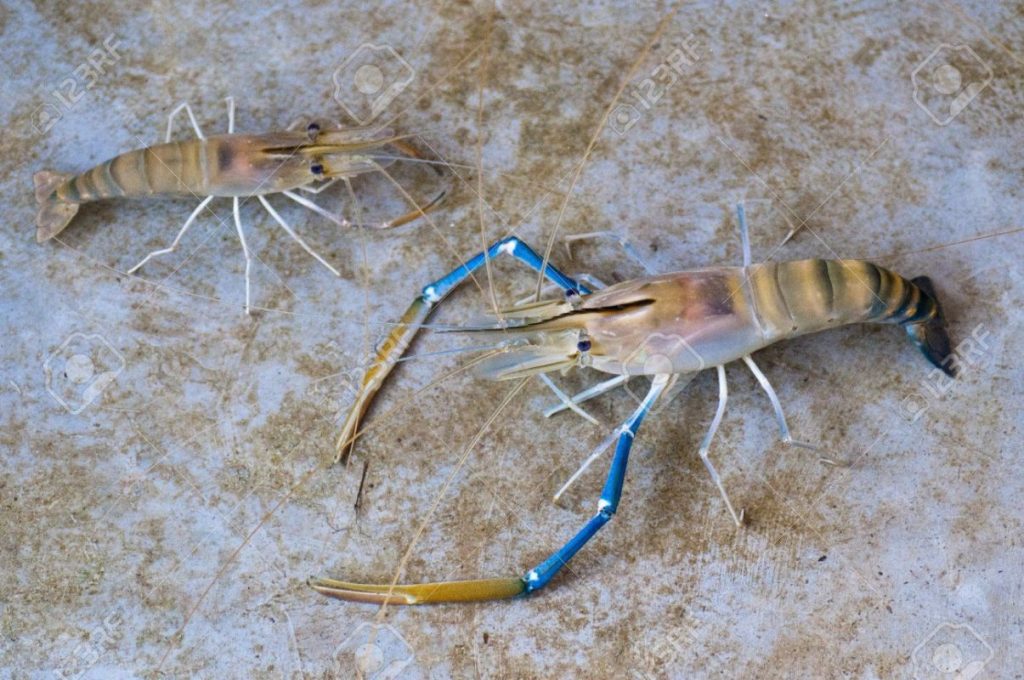 tôm càng nước ngọt