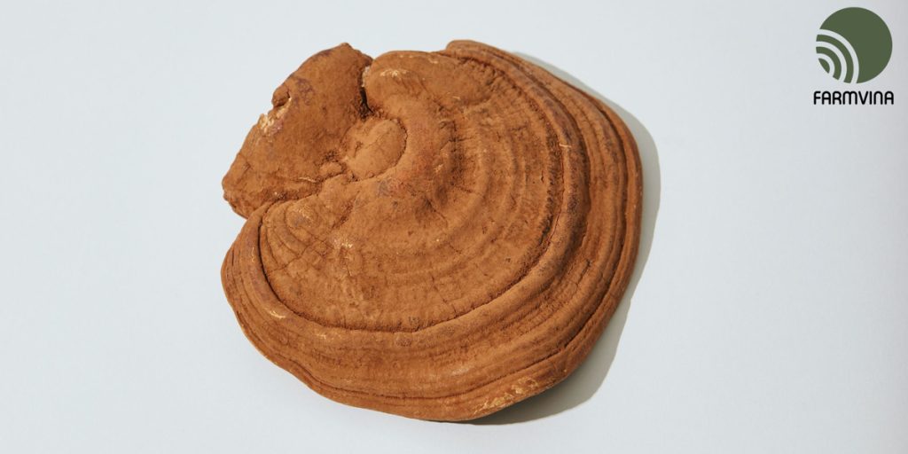 bào tử nấm linh chi