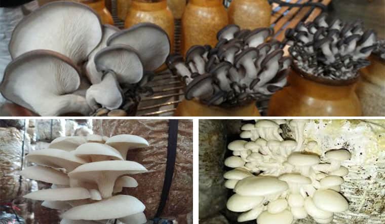 trồng nấm công nghệ mới