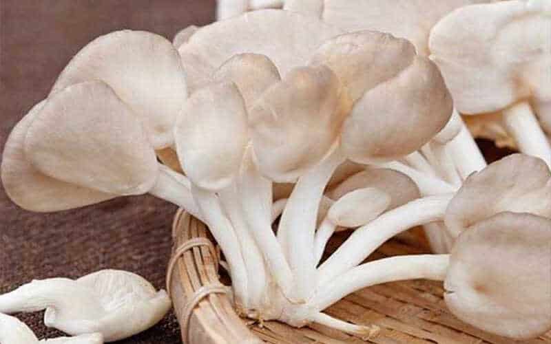 nấm sò
