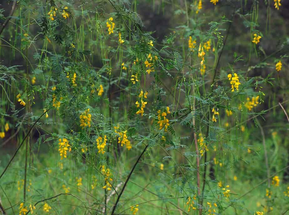 bông điên điển