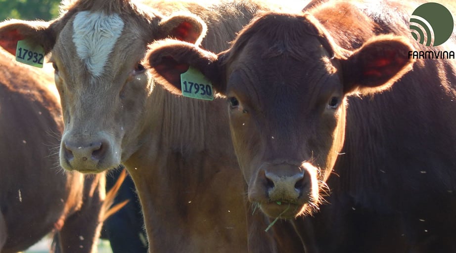 điều trị bệnh cho gia súc