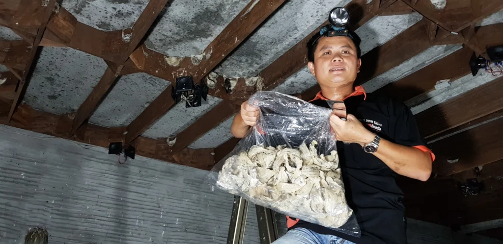 nuôi chim yến làm giàu