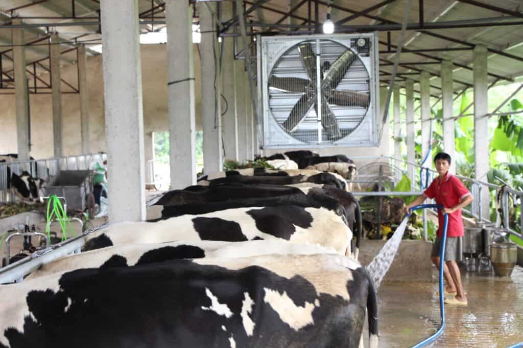 Nuôi Bò Sữa Làm Giàu