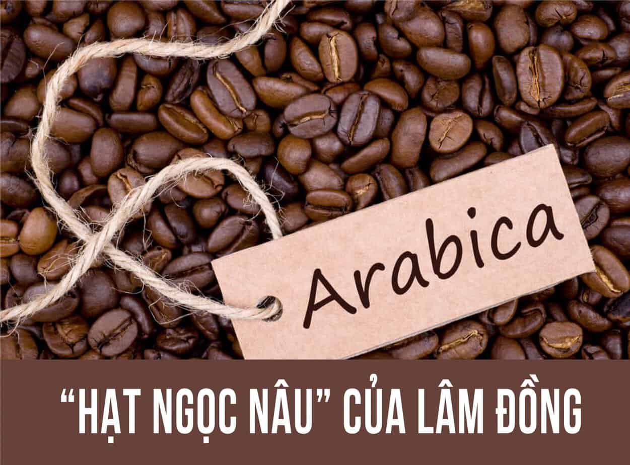 giống cà phê phổ biến tại Việt Nam