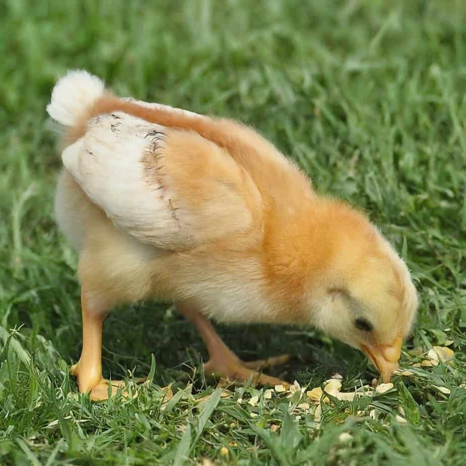 Lịch trình cho ăn gà con mới nở