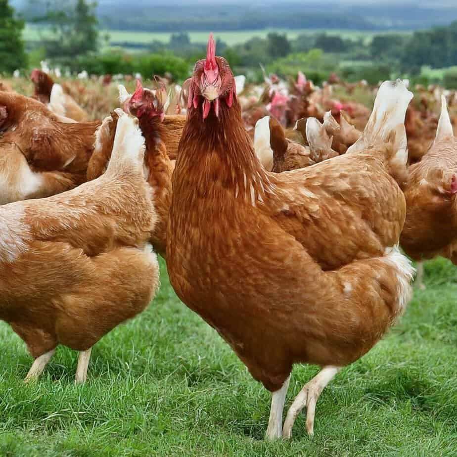 Mô hình nuôi gà thả vườn