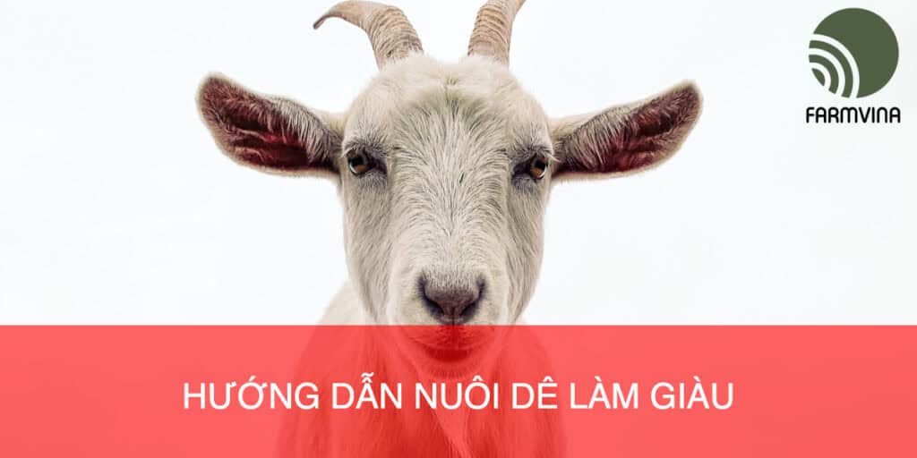 HƯỚNG DẪN NUÔI DÊ LÀM GIÀU