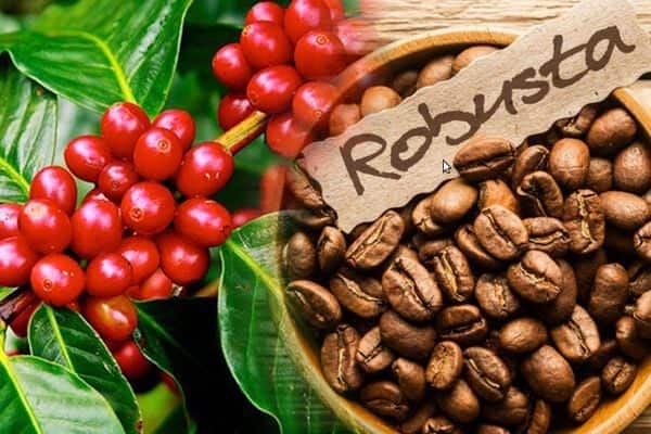 giống cà phê phổ biến tại Việt Nam