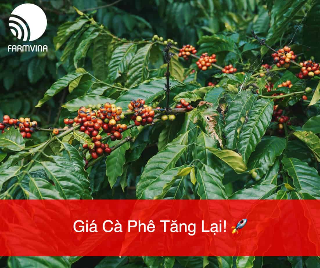 Giá Cà Phê Ngày 19/06/2024: Tăng Lại!