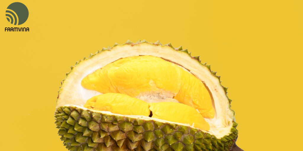 trồng sầu riêng