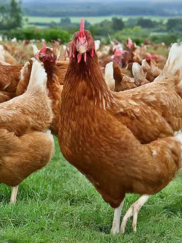 5 giống gà siêu trứng
