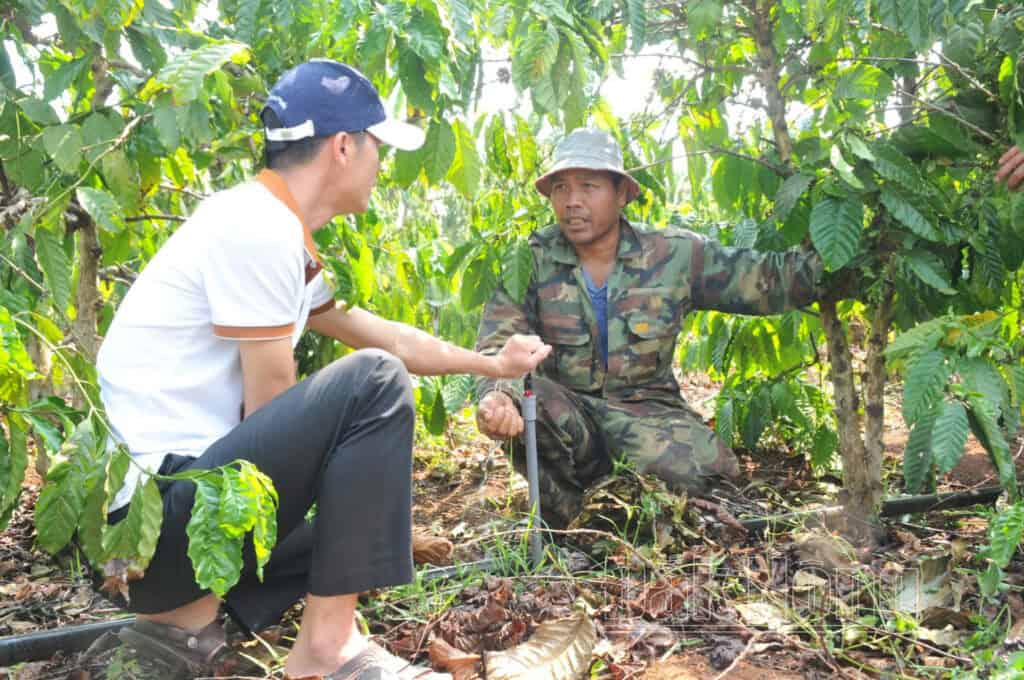 Chăm Sóc Cà Phê Trong Điều Kiện Hạn Hán