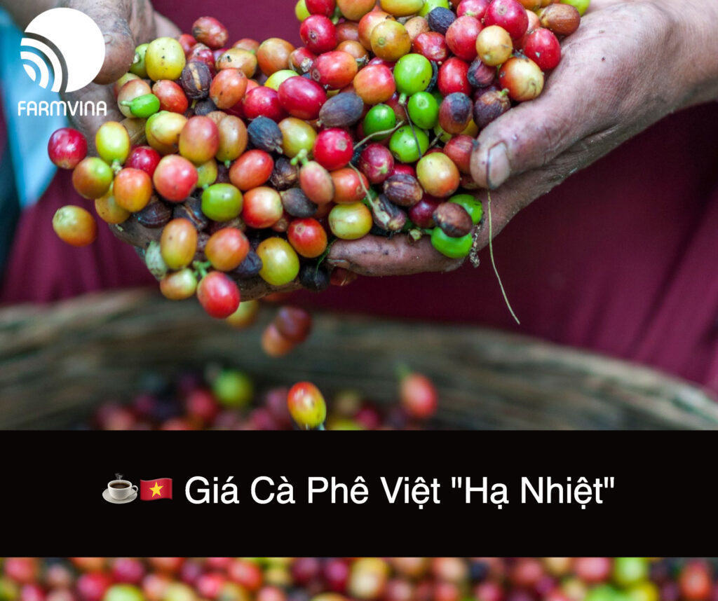 Giá Cà Phê Ngày 17/06/2024