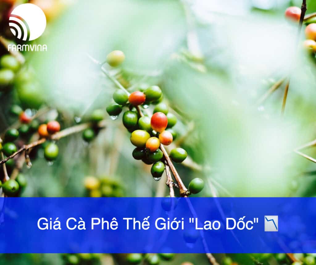 Giá cà phê ngày 15/6/2024