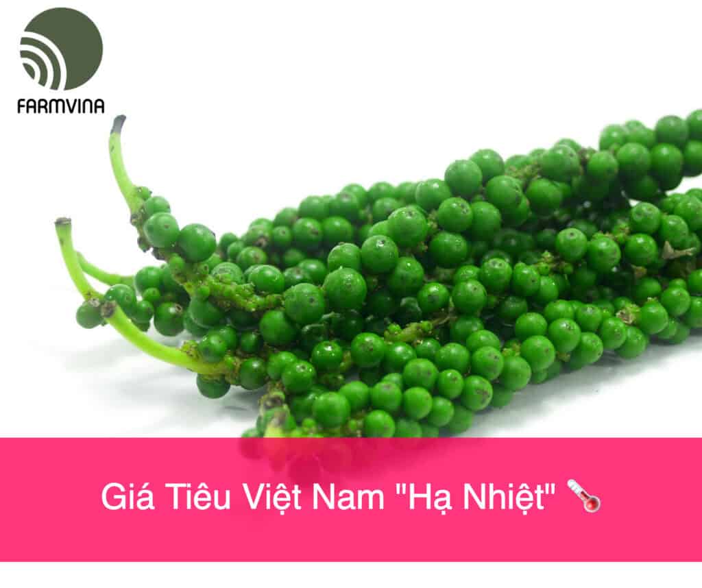 Giá Tiêu Ngày 15/6/2024