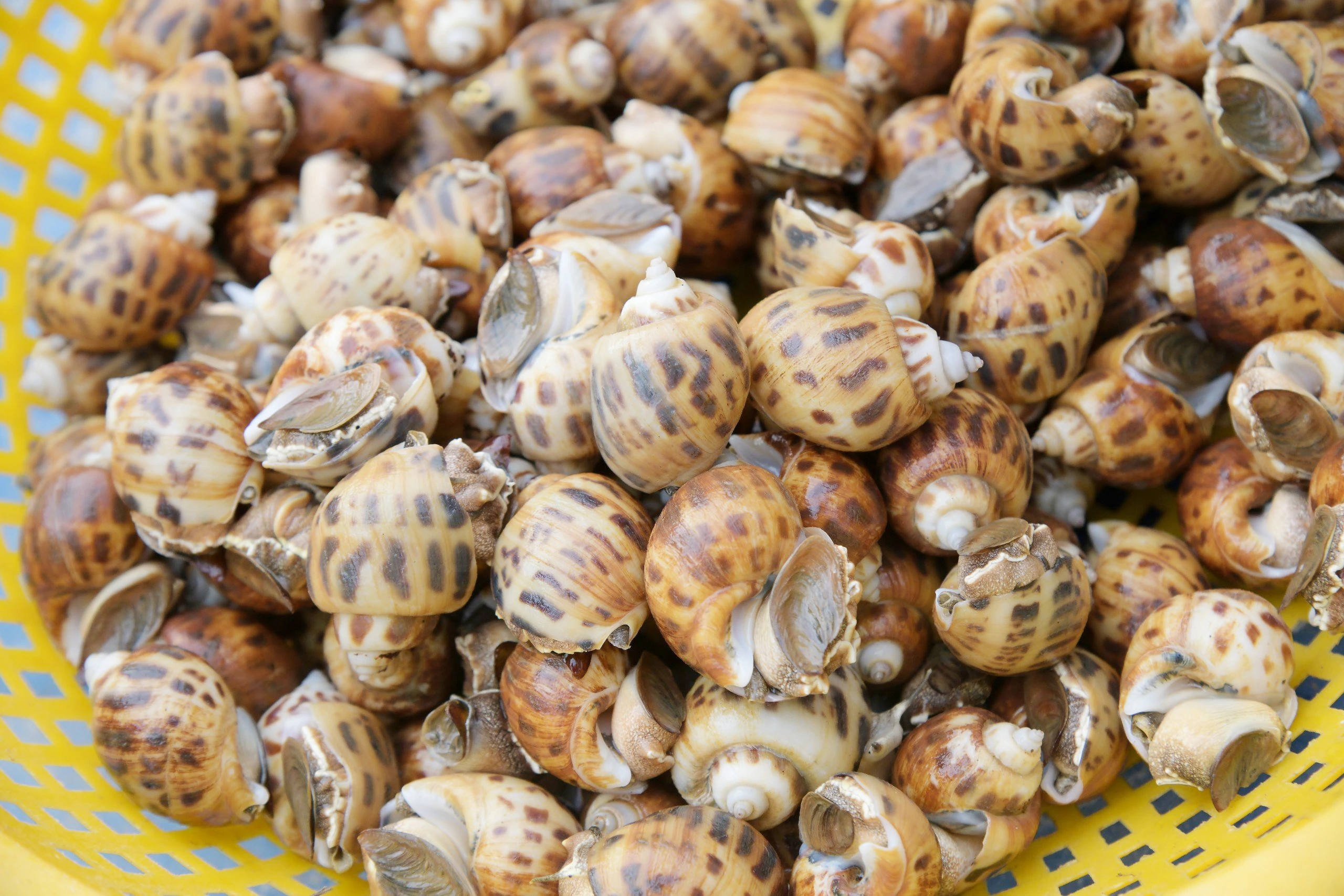 nuôi ốc hương làm giàu