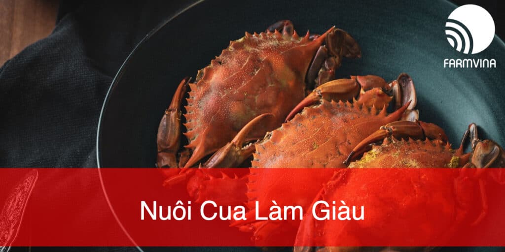 Nuôi Cua Biển Làm Giàu