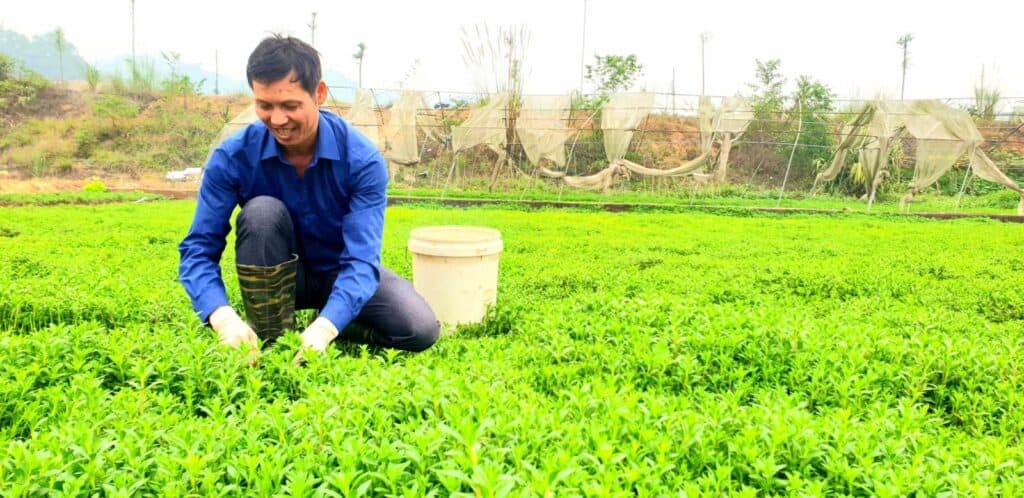 trồng rau sạch làm giàu