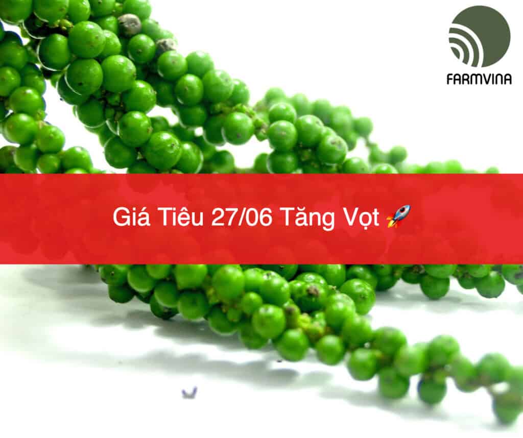 Giá Tiêu Ngày 27/06/2024