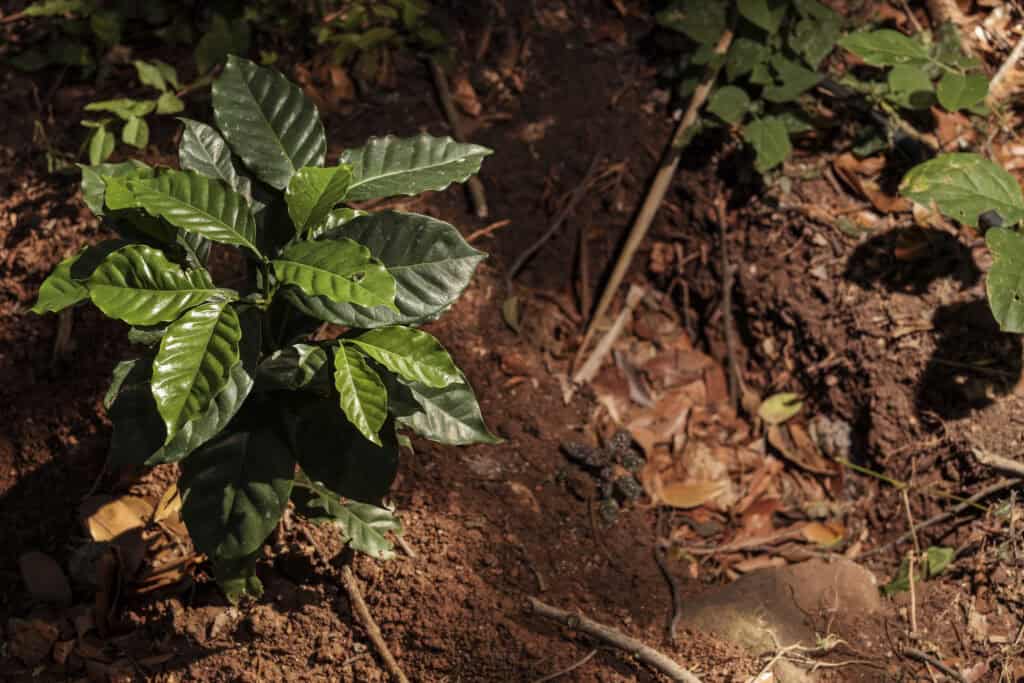 Cà Phê và Chất Lượng Đất