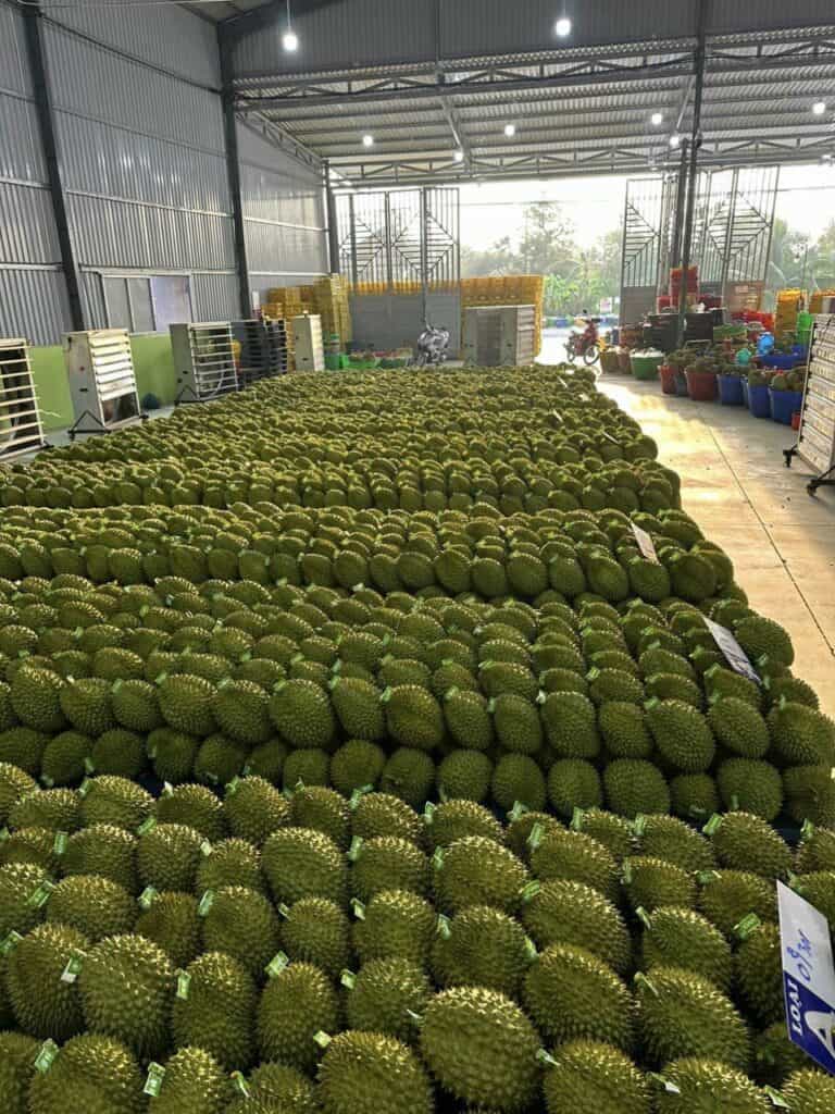 Chính Sách Xuất Khẩu Sầu Riêng Việt Nam