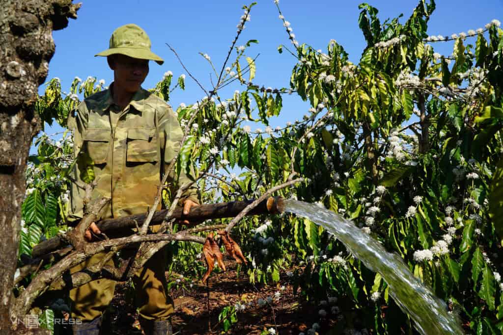 Nước Tưới Cà Phê