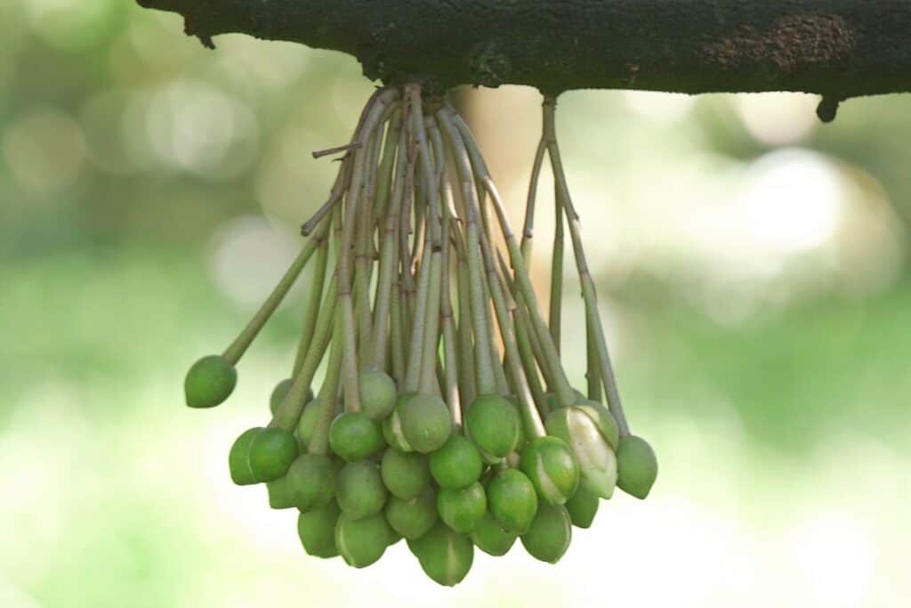 xử lý ra hoa nghịch vụ cho sầu riêng