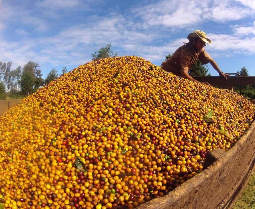 Yellow Bourbon