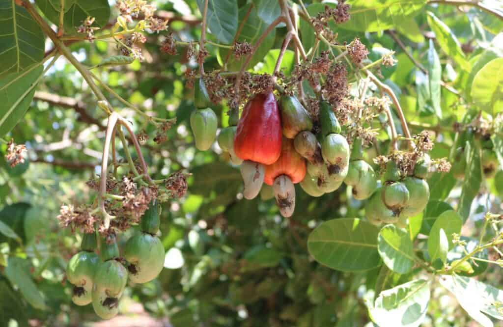 Ghép Cải Tạo Vườn Điều