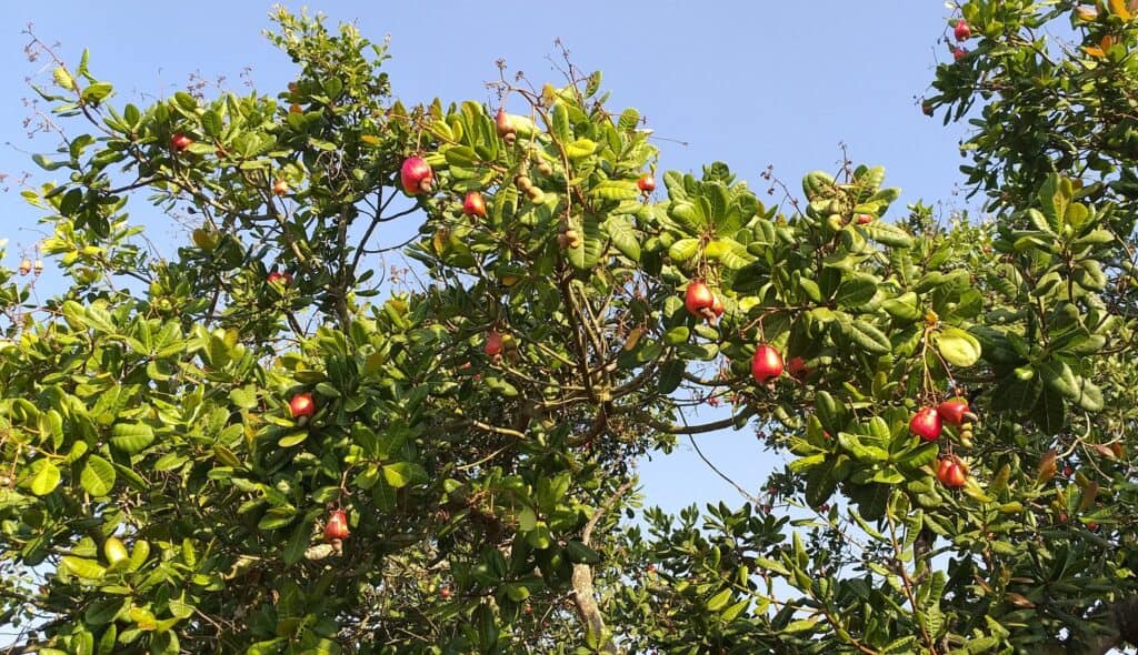 Hợp Tác Xã Điều