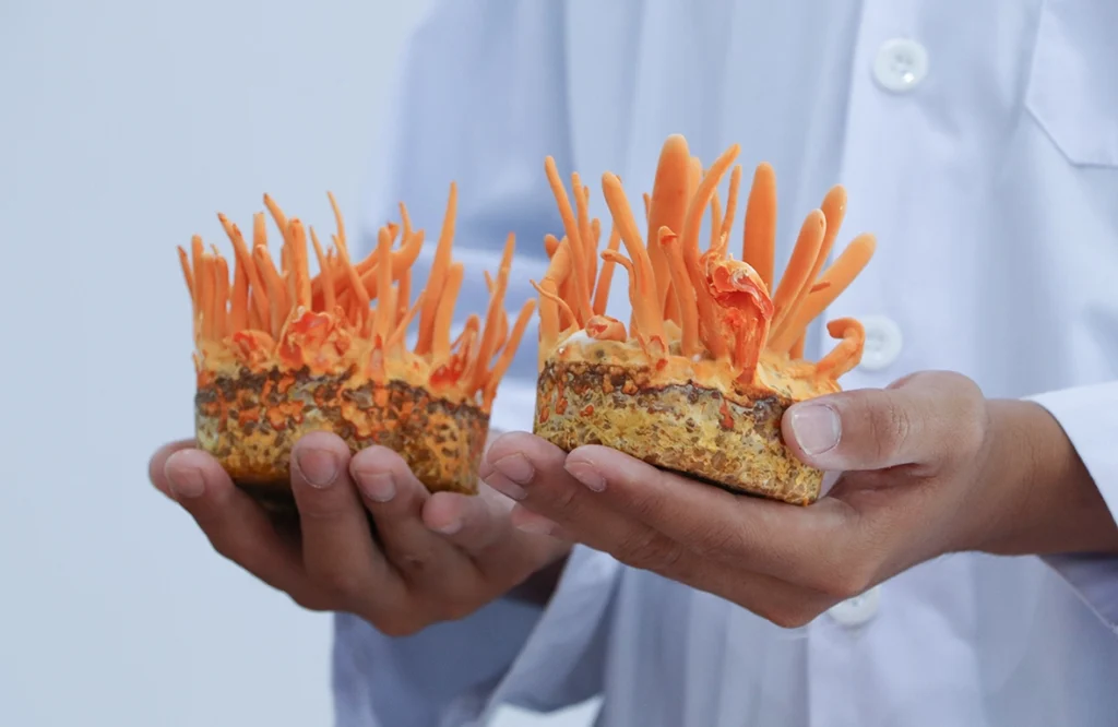 Trồng Đông Trùng Hạ Thảo